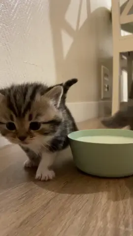 Miiaaaw 🐾 #catsoftiktok #catlover #cats #fyp #foryou #catlovers #catloversclub #cat 