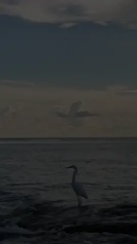 Sueños de olvido🥃 #vallenato #parati #viral 