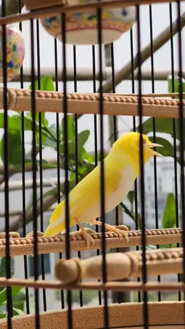 Hoàng Khuyên giá 2tỷ  #nguonfacebook #xuhuongtiktok #khuyendotbien 