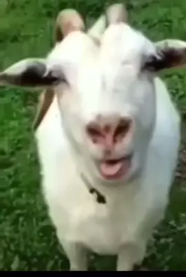 The Goat #goat #betisier #american #eyes #blablabla #mouth #earth #colorado #california #pensilvania 