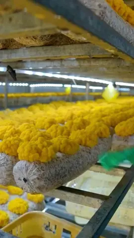 #foryou #viral #trending 