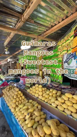 Guimaras Mangoes. Sweetest mangoes in the world. 🏝️🥭 Manggahan Festival is fast approaching! #guimarasnon #guimaras #islandliving #guimarasisland #philippinemangoes 