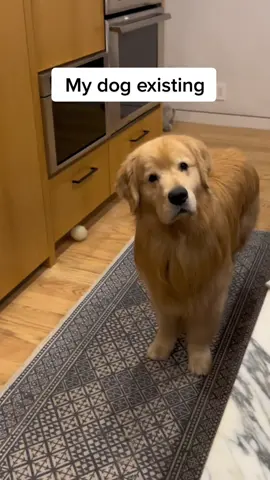 What is it?? What’s happening?? Just you bud.. just you. 😍 #dogmom #relatable #dogsoftiktok #goldenretriever #cutedog #CapCut 