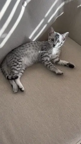 More squeaks 😆 #kittensoftiktok #egyptianmau #egyptianmaukitten 