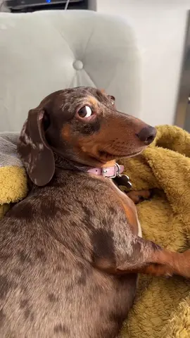 She’s fully had enough of me! That side eye though #fyp #dachshund #minaturedachshund #sideeye 