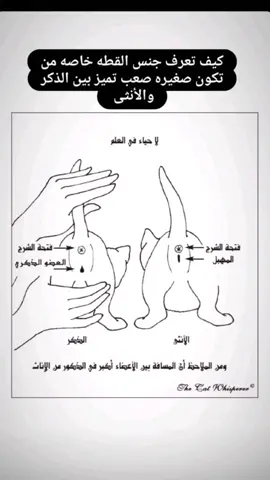 #قطط_صغيره#قطط_الشارقة#قطط_أبوظبي#قطط_دبي#قطط_عجمان#قطط_الامارات#قطط_شيرازي#ثقافة_الرفق#ارحم_ترحم#قطط_عربية#فندقة_القطط#قطط_للبيع#قطط_صغيرة#قطط_جميلة#ترند_الامارات#اكسبلور #إنتاج_قططي##تزاوج بسة#حياة_قطة#الرفق_بالحيوان_الامارات#اكسبلور_الامارات#حلاقة_شعر #cat_ajman#cat_sharjah#cat_dubai#cat_of_instagram#feeds#mating_cats