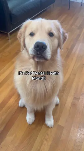 Kevin’s morning routine with his @wellnesspetfood WHIMZEES! #ad 