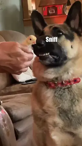It’s so nice to eat — I mean meet you! 😅 #voiceover #dog #pets #animals #funny #afv 