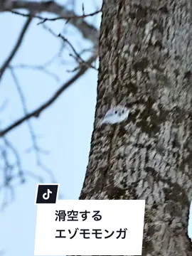 #エゾモモンガ #siberianflyingsquirrel #hokkaido 