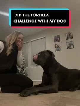 he was so focused and so confused 😂 #tortillachalenge #dogsoftok #dogtok #mastiff #canecorso #dogmom #fyp **no animals were harmed in the making of this video** 