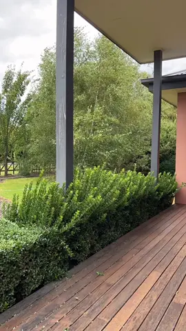 #beautiful #amazing🏡  #gardening  like and Follow for more ✂️🌿🍃🍀