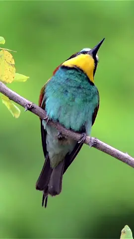 European bee-eater #birds #nature #animal #sounds #biutyful 