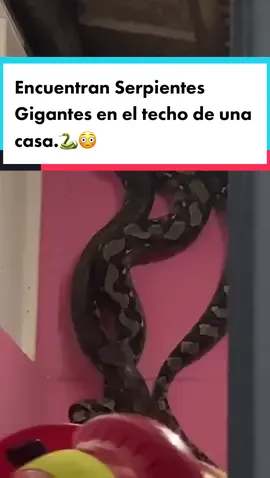 Encuentran serpientes gigantes en el techo de una casa.😳 Dos serpientes, de 32 y 25 kilogramos, acabaron con la tranquilidad de una casa. Los gigantes animales entraron a la residencia por el techo. Las serpientes gigantes, de 4 y 5 metros de longitud, causaron ruidos en las vigas de madera de la casa en el estado de Pahang, Malasia 🇲🇾 ayer domingo 12 de febrero.