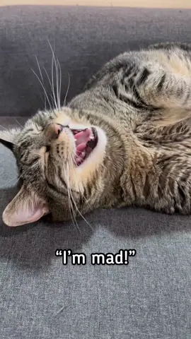 Penny is so mad I didn’t make her go… #pennythecat #talkingcat 