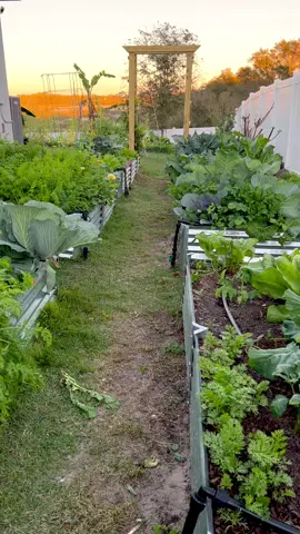 Letd harvest together #raisedgardenbeds #raisedbed   #raisedbedgarden #backyardgarden #foodgarden #growwhatyoueat #gardendesign #homegrown #vegetablegarden #urbangarden #growfood #organicgarden #gardening #kitchengarden #veggiegarden #urbanfarm #centralflorida #floridagardening 