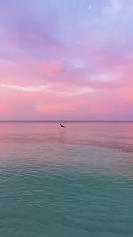 the light will guide you home 🫶🏽☀️ #fypシ #sunrise#oceantherapy #beachtok #aesthetic #foryou #viralvideo #manifest #blueheron #trending #sky #pinksky #ocean #oceanview #sunrisemusic #Home #light #bird