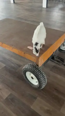 I like to dance!  #goats #babygoat #fyp #fyps #for #you #page #adorable #baby #goat #Love #sweet #babys #loveable #tiktok #instagram #love #viral #like #memes #follow #explorepage #trending #instagood #explore #music #likeforlikes #followforfollowback #funny #meme #fyp #youtube #tiktokindonesia #fashion #photography #k #tiktokdance #likes #bhfyp #tiktokindia #video #art #cute #india #comedy #tiktokers #dance #model #funnymemes #dankmemes #lfl #musically #tiktokmemes #style #foryou #s #fun #insta #memesdaily #tiktokviral #instadaily #beauty #reels #bollywood #beautiful #m #lol #happy #ke #l #makeup #life #photooftheday #funnyvideos tiktok #love #like #follow #explore #2023 #meme #video #followforfollowback #duet #repost #tiktokchallenge #new #tiktokfamous #tiktoktrend #viralvideos #viralpost #blackgirlfollowtrend #relatable #slowmo #behindthescenes #dadsoftiktok #MomsofTikTok #family #reallifeathome #tiktokmademebuyit #mexico #challenge #youtube #youtuber #artistsoftiktok 