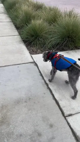 #perrostiktokers 