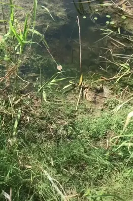 najur gabus #mancing #najurgabus #najurikan 