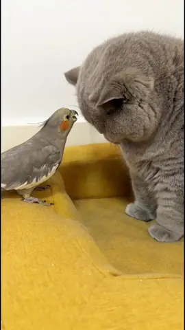 such a gentle cat, everyone who sees it wants to take it home#cat #cute #pet #funny #fyp #catsoftiktok 