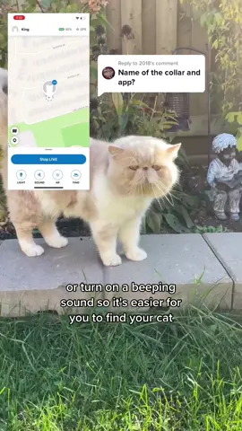 Replying to @2018 It’s Tractive GPS&App 😜 Psst we have currently Valnetine’s deal so don’t forget to check our website at tractive.com 😍#tractive #tractivegps #gpstracker #gpsforcats #catsoftiktok #catgps #outdoorcat #meow #catwalk 