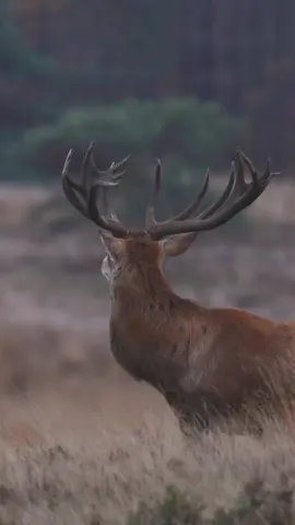 #animals #venados🦌 #naturaleza #parati #ciervocomún 