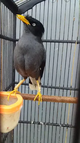 #jalakkebo #jalbo #kicaumania #burung #fyp