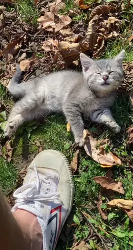 Sleepy kitty falls asleep and rolls #animal #aww #cute #kitty #cat 