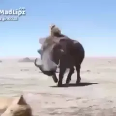 ləzgi prikol part 1 #lezgin #sağraylezgiyar 