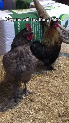 Family first, Chickens second #chicken #kfc #food #meat #birds 