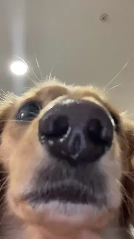 It's the soaking wet snoot for me 😂