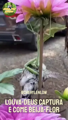 JÁ VIU UM LOUVA DEUS COMER UM BEIJA FLOR? Acesse nosso canal para mais vídeos. Link na bio. #BIRD #AVES