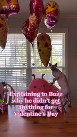 PSA if you got flowers make sure they aren’t toxic to cats! ❤️ #cat #catsoftiktok #catvideo #cutecats #sphynx #sphynxcat #hairlesscat #ValentinesDay #valentine #pets #PetsOfTikTok 