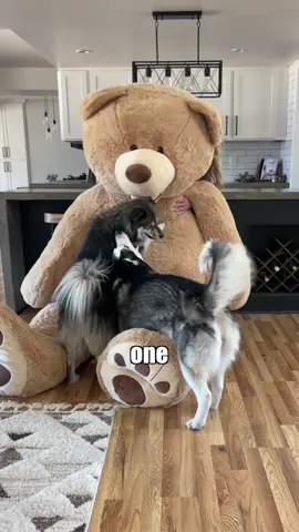 Now living his best life in our family room and doubling as the biggest, cuddliest dog bed🧸 #ValentinesDay #surprise #dog #toy #teddybear 