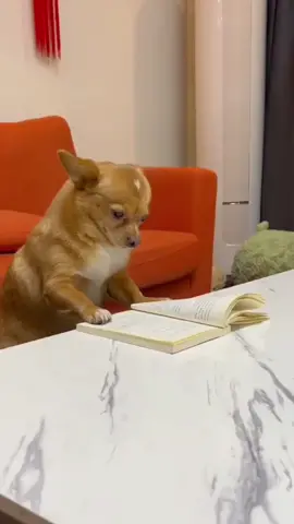 Studying dog🐶 #fyp #pet #dog #funnydog #studyingdog