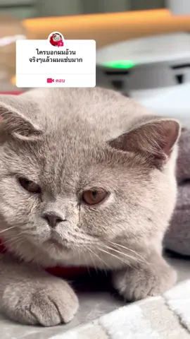 #คำถามจาก @My pet story  #แมว #แมวบริติชช็อตแฮร์ #แมวอ้วน #แมวน่ารัก #แมวหล่อ #คนรักแมว #catsoftiktok #cats #catlover #britishshorthair ##