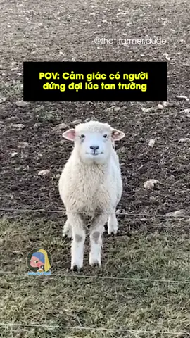 Vui như tia thấy crush trong đám đông vậy | Cre: @that.farmer.dude #luonvuituoi #lvt #xuhuong #viral #fyp