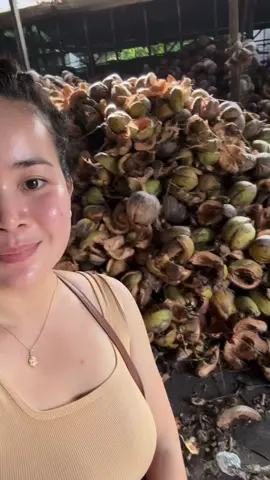 Uling na gawa mula sa recycled coconut shell wastes? Baka Ecobriqs yan! Sa tulong ng uling na ito hindi na natin kailangang pumutol ng puno.🔥#ecobriqs #charcoal #coconut #recycle #fyp #tiktokshop #viral #trend #ph 