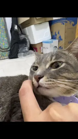 Touching his whiskers 😂 #cat #catsoftiktok #catwhiskers 