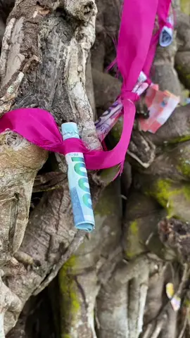 Puno ng Balite na pinaniniwalaang Magic Wishing Tree