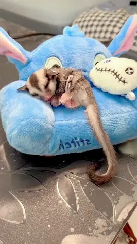 Explain:its fur was wet with my sweat after fell asleep in my hand😅😅😅#sugarglider #cute #pet #baby #tiny #cuteanimals #fyp #foryoupage 
