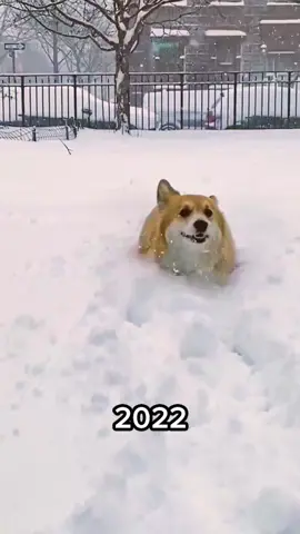 No Maxine like SNOW MAXINE #NextLevelDish #skiing #snowdog #corgi 