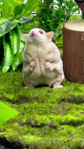 260g🤣🤣🤣this is the heaviest sugar glider I have ever seen.#sugarglider #cute #pet #baby #tiny #cuteanimals #fyp #foryoupage 