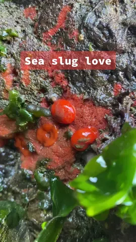 In honor of Valentine’s Day 💕🤓 #seaslug #nudibranch #nudibranchnerd #marinebiology #marinebiologist #LearnOnTikTok #Love #invertebrates #fyp 