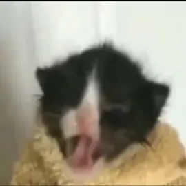 Gato XJ6 kkkk #pets #gatos #filhotes #xanin #fy #fyp #fypシ