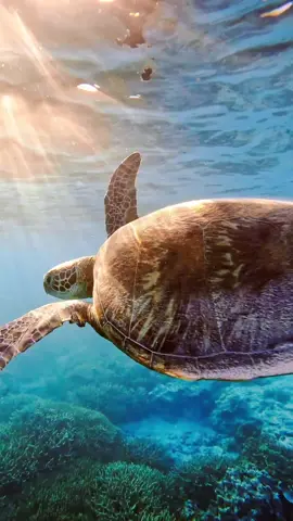 Gorgeous afternoon light on this green sea  #thisisqueensland #seeaustralia  #seetheworld #australia #heronisland #savethereef #savetheplanet #greatbarrierreef #reef #sea #turtle #turtles #seaturtle #turtletuesday #ocean #oceanlife #underwater #underwaterworld #nature #wild #wildlife  #gopro #goprohero #goprolife #abcmyvideo