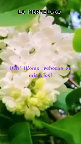 #lamermelada #reflexionesdelavida #isabel🌷 #videosconletras♥️ #videoconletras❤️😍 #videosconletrasdecanciones #flypシ🤗❤️🙏 #amigos #parati #paisajes_hermosos #paratiiiiiiiiiiiiiiiiiiiiiiiiiiiiiii #paisajesnaturales🏞💚 