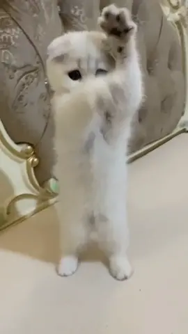 si putih paling gemoy#kucinglucu #kucingtiktok #kucing #fyp #kucingcutevideos #kucinggemoy #kucinggemoy 