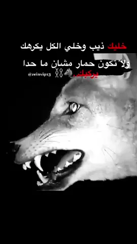 خليك ذيب 🐺#🦅🖤 #fyp #viral #foryou #foryoupage #vip #اكسبلورexplore 