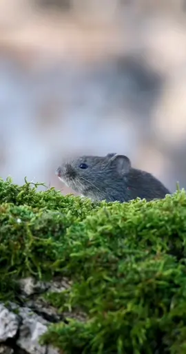 Cute little mouse in a forest 🐁🐭🐭 #mouse #animals #cuteanimals #mammal #rodent #forest #wood #closeup #animalportrait #adorable #mousesoftiktok #urbanwildlife #winter #fyp #foryou #fypp #cute #nature #animals 